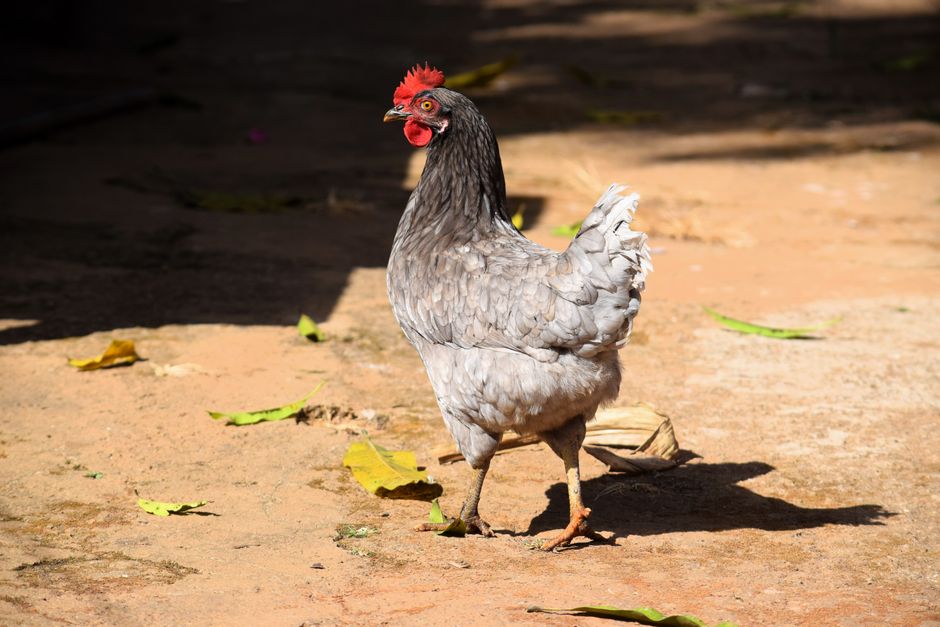 Latas de frango enlatado alinhadas sobre uma bancada, com rótulos evidentes de proteína, sódio e selo de certificação